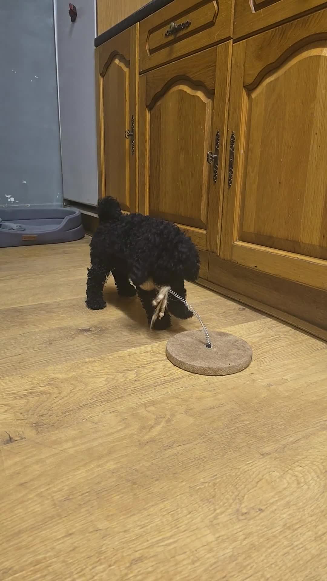 Toy Poodle dogs for sale: KC TINY TOY POODLE BOY ~ FIRTOY BLACK IS BACK - Video 2