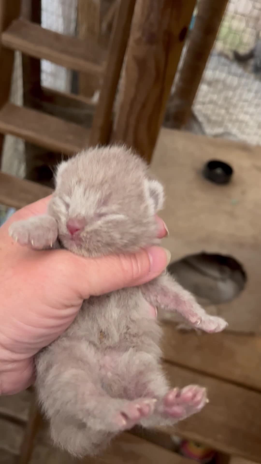 British Shorthair cats for sale: Boy kittens - Video 1
