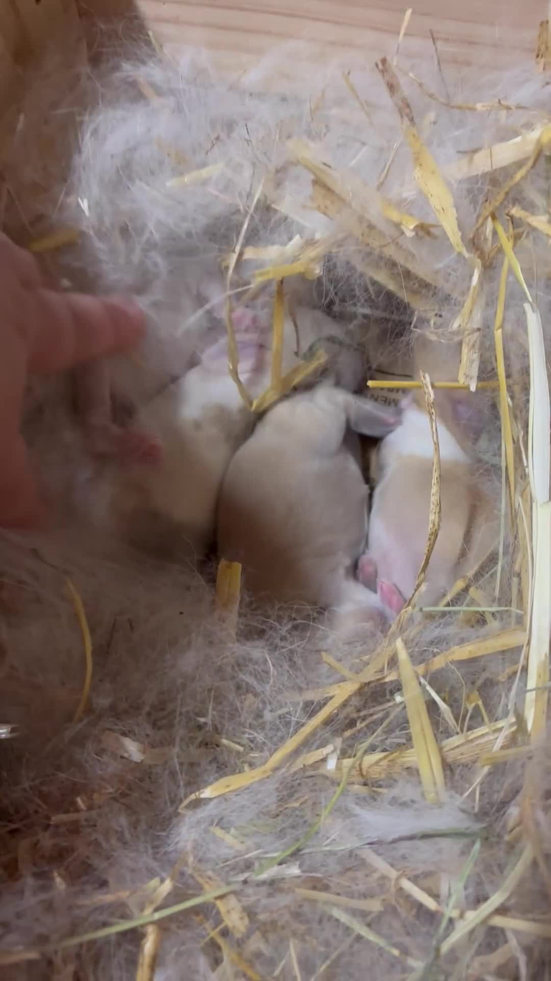 Mini Lop rabbits for sale: 4 beautiful mini lop babies - Video 1