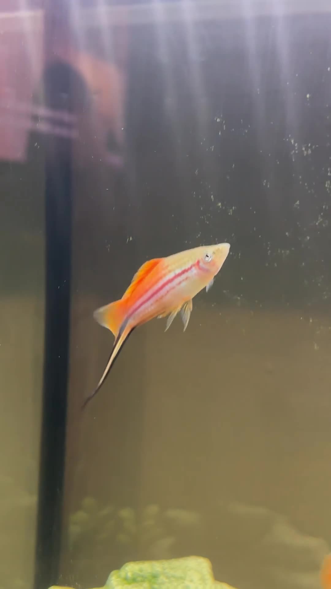 Other/Mixed Breed fish for sale: Molly x swordtail molly male and female  in Burgess Hill - Video 3
