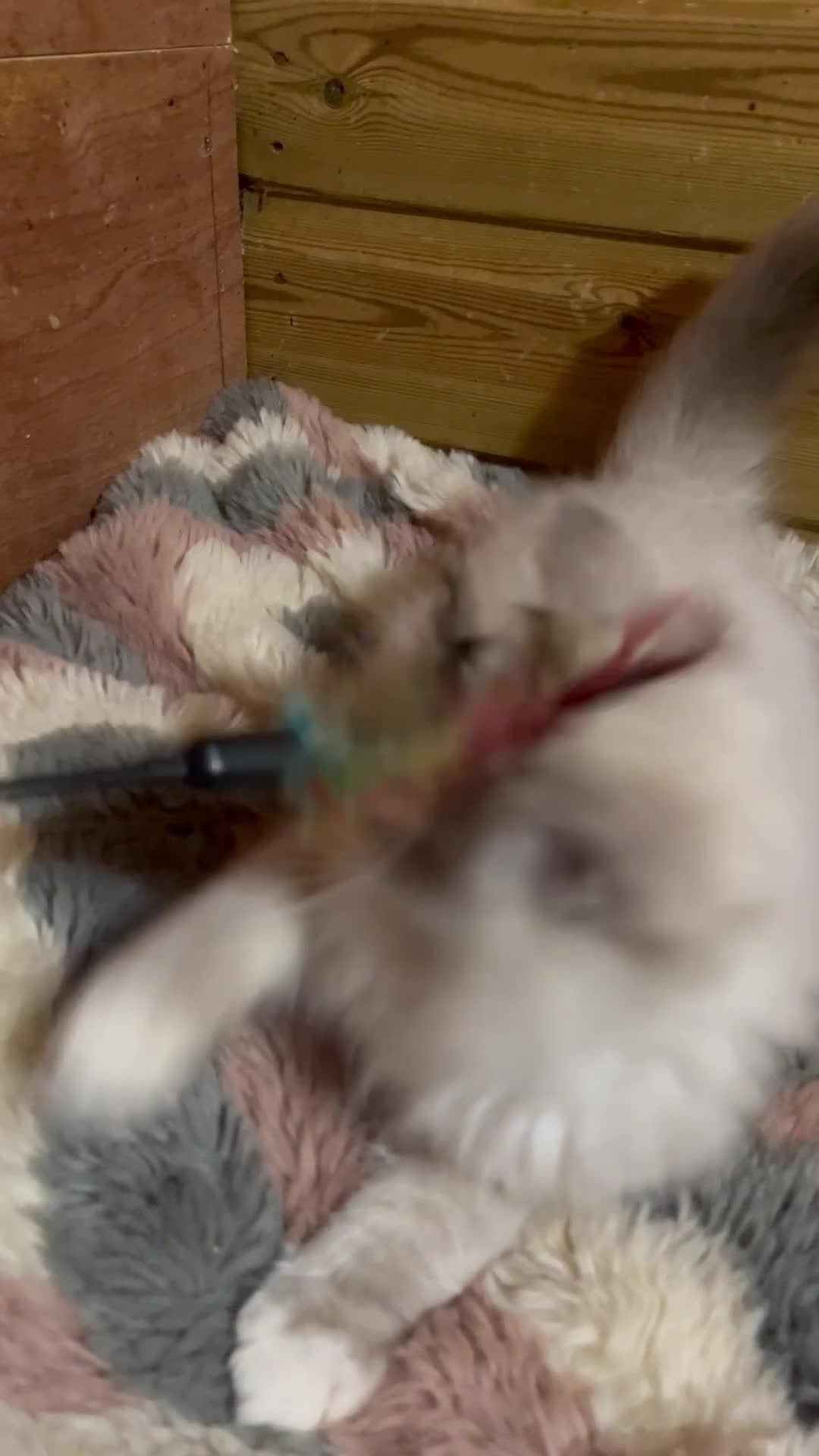 Ragdoll cats for sale: Tica Cherubim ragdoll kittens ready now  - Video 1