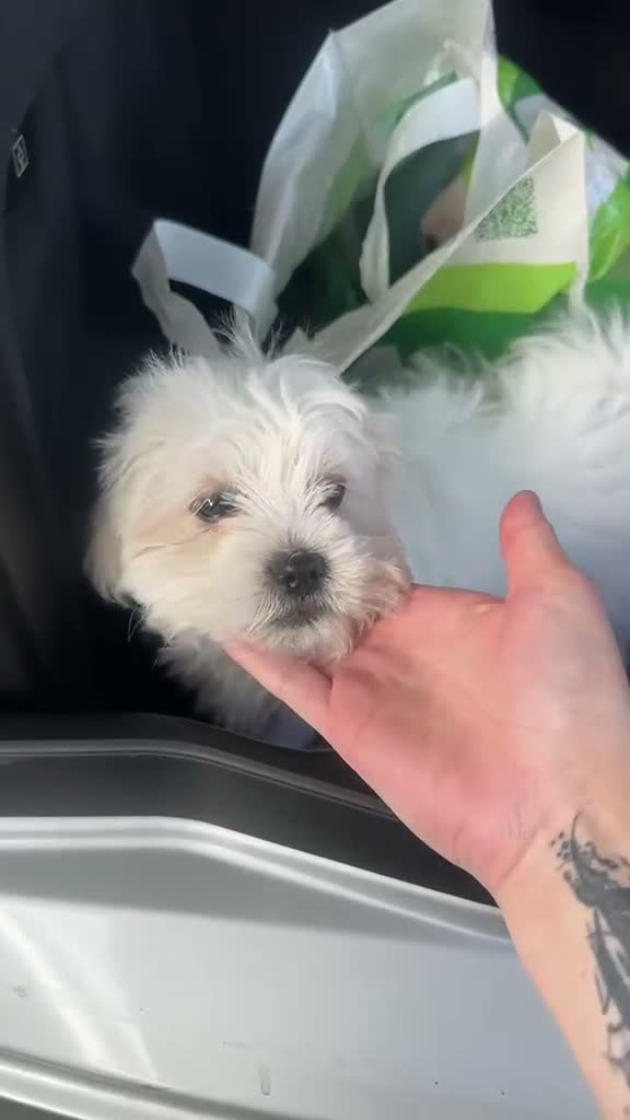 Maltese dogs for sale: Maltese puppy for sale  in Lutterworth - Video 1