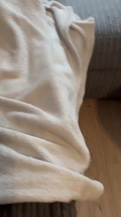 Mixed Breed cats for sale: Gorgeous kitten for sale - Video 2