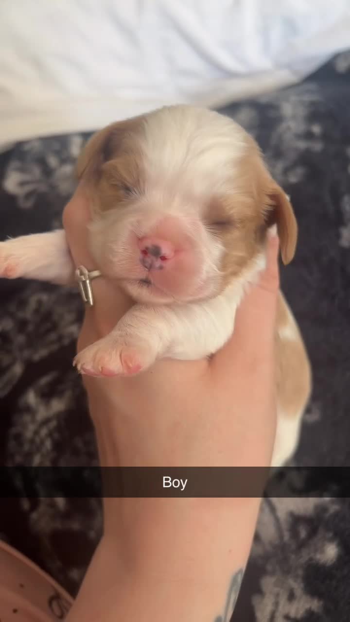 Cavalier King Charles Spaniel dogs for sale: 🐾 KC Registered Cavalier King Charles Spaniel 🐾 - Video 1