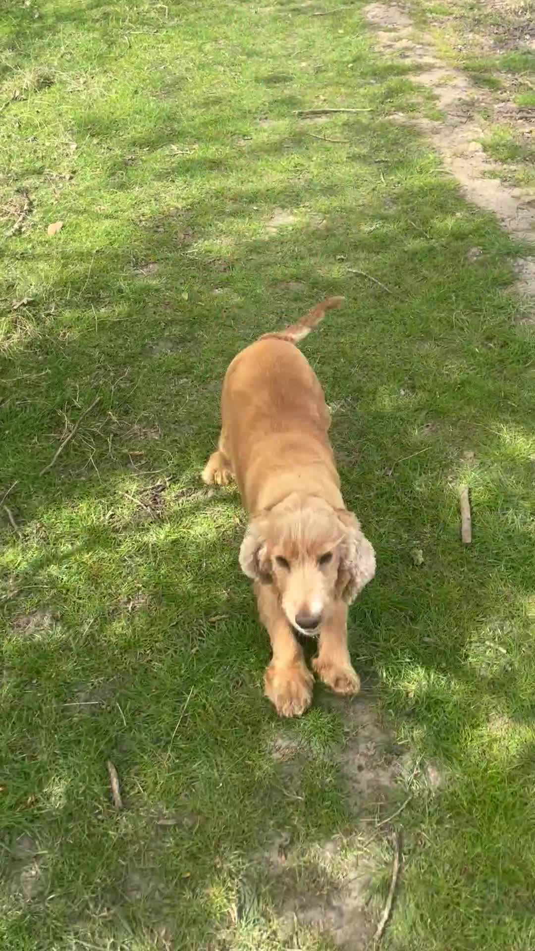 Cocker Spaniel dogs for sale: 🐶 Beautiful cocker spaniel 🐶 - Video 1
