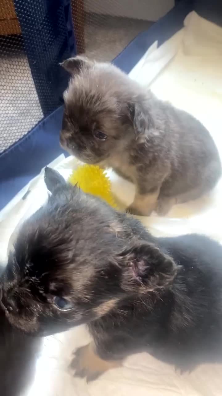 French Bulldog dogs for sale: 6 long haired French bulldogs for sale - Video 2