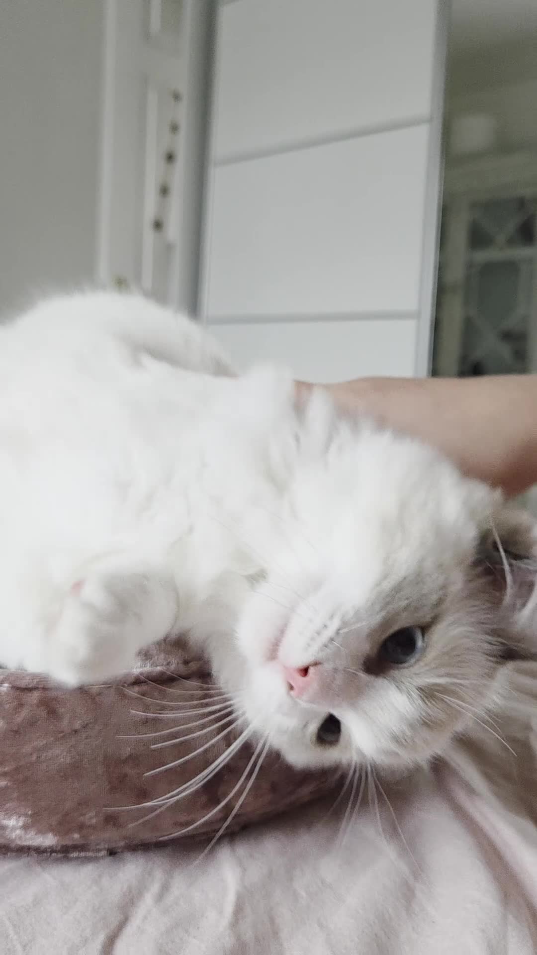 Ragdoll cats for sale: Ragdoll kittens are looking for forever home  - Video 1