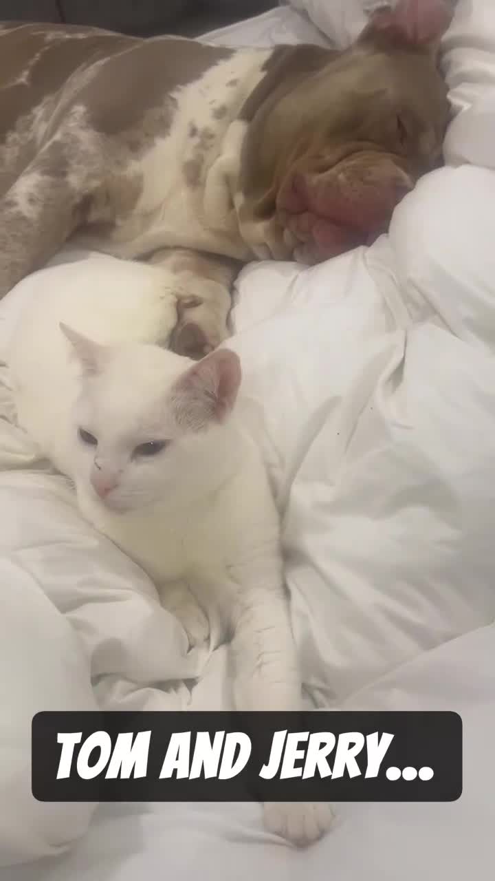 Mixed Breed dogs for sale: Beautiful bulldog /mastiff cross  - Video 1