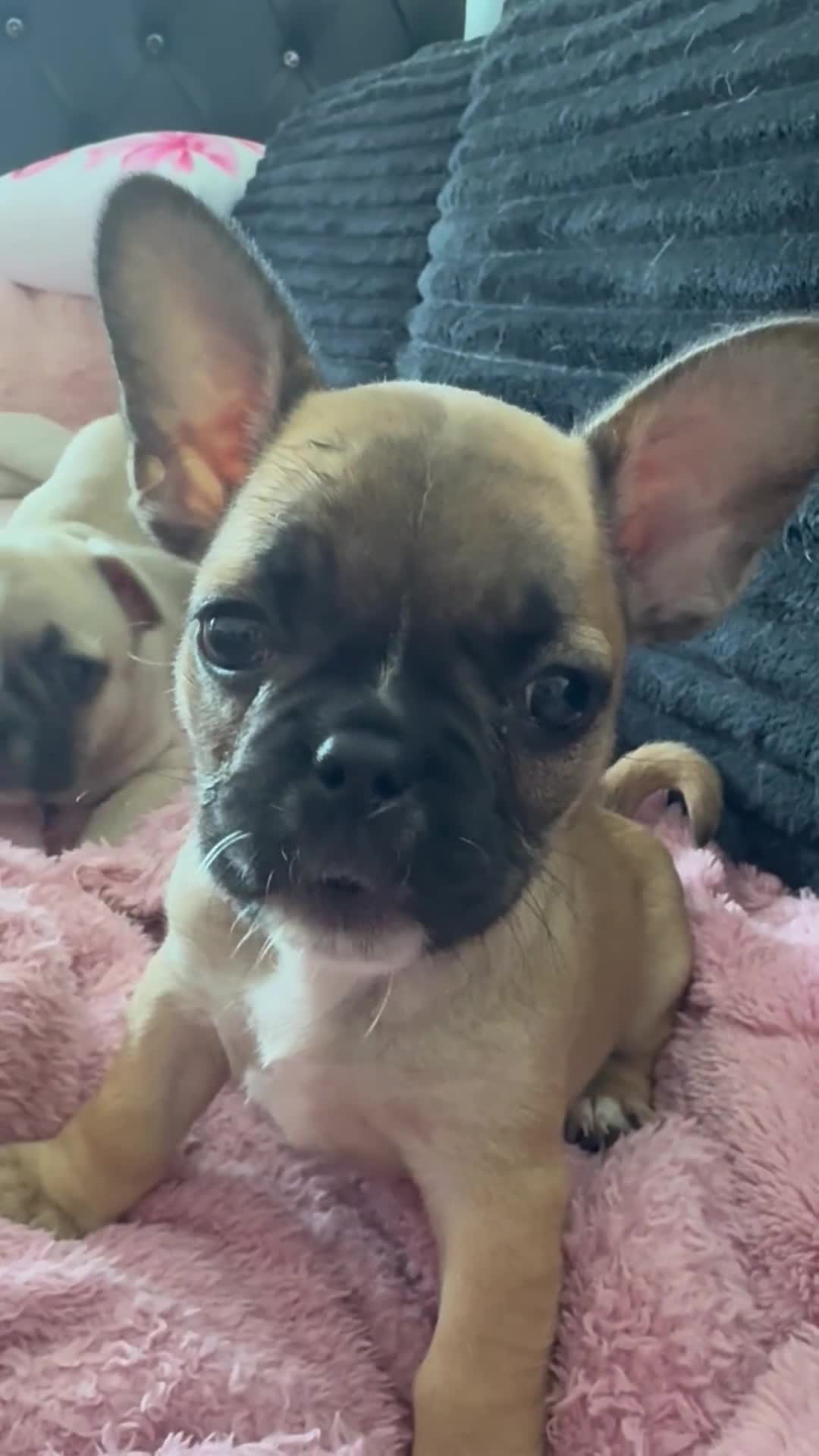 Mixed Breed dogs for sale: French bulldog puppies - Video 2