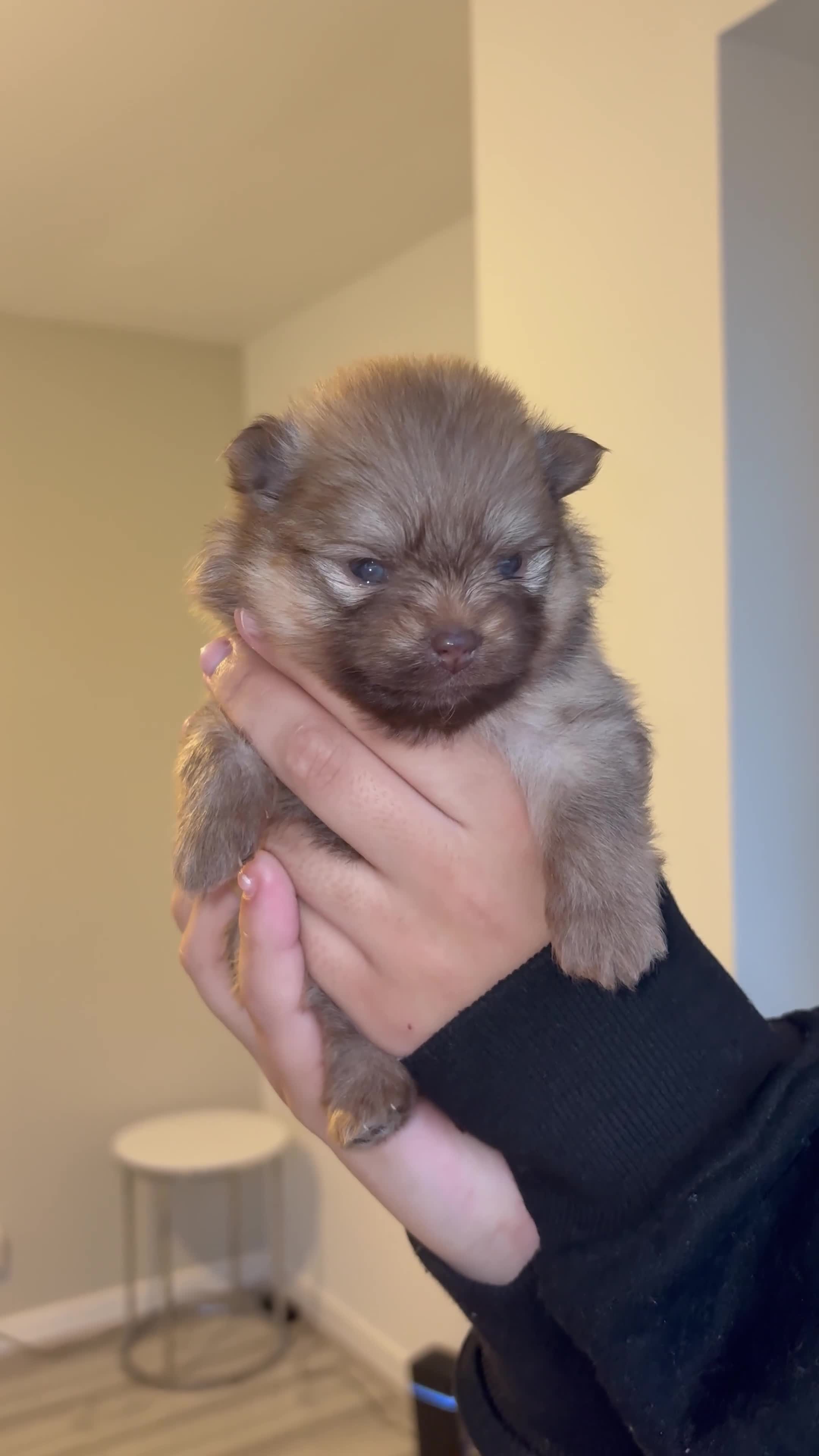 Pomeranian dogs for sale: Pomeranian puppies - Video 1