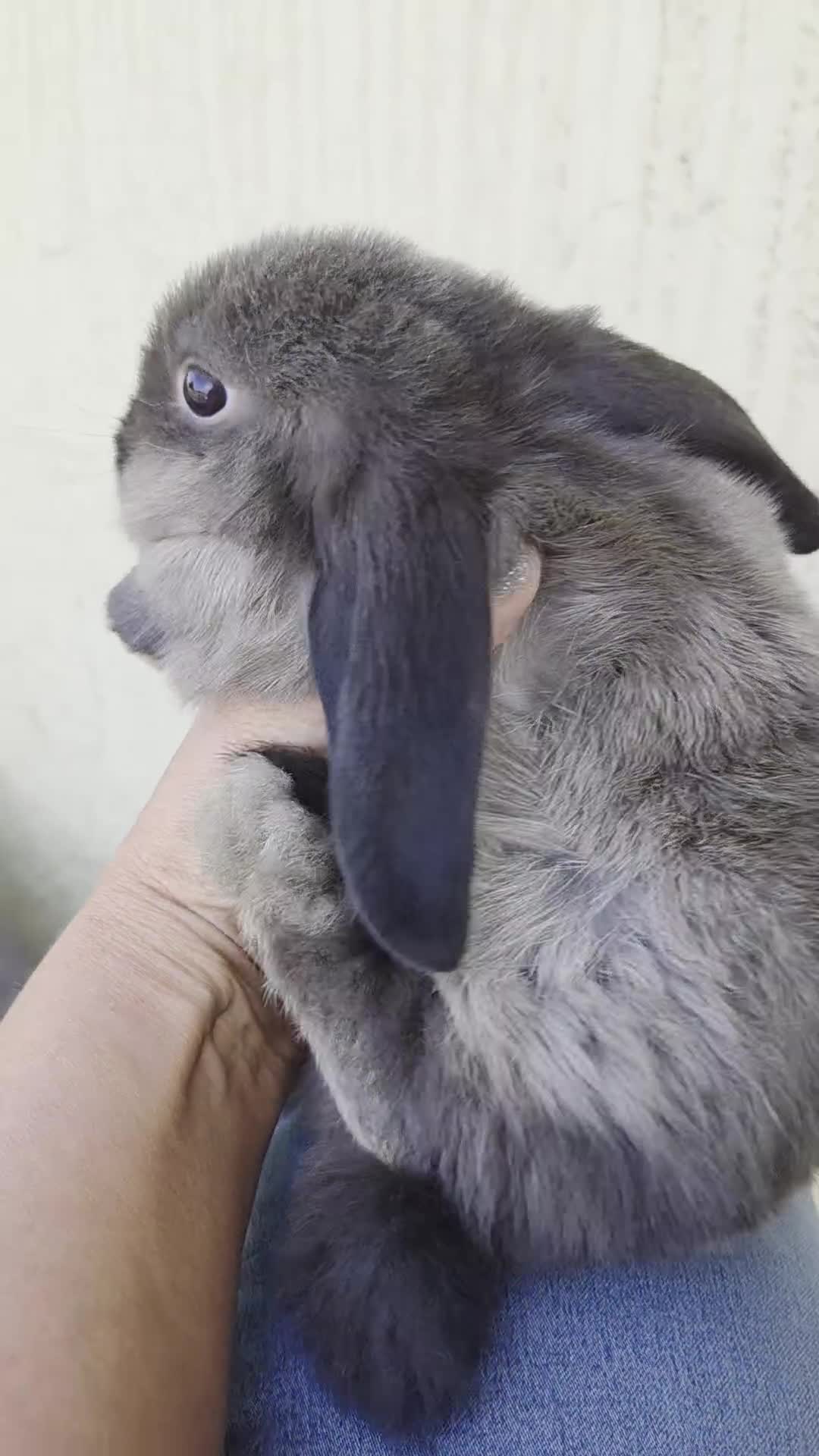 Mini Lop rabbits for sale: Pure bred Mini Lop Bunnies - Video 1