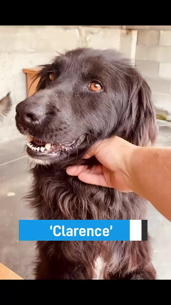 Mixed Breed dogs for adoption: Clarence, 6 yrs approx. Available for adoption. in Brixham - Video 1