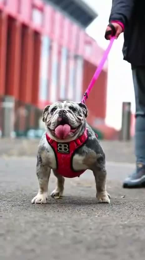 English Bulldog dogs for sale: DWKC Registered unspayed Merle bitch - Video 1