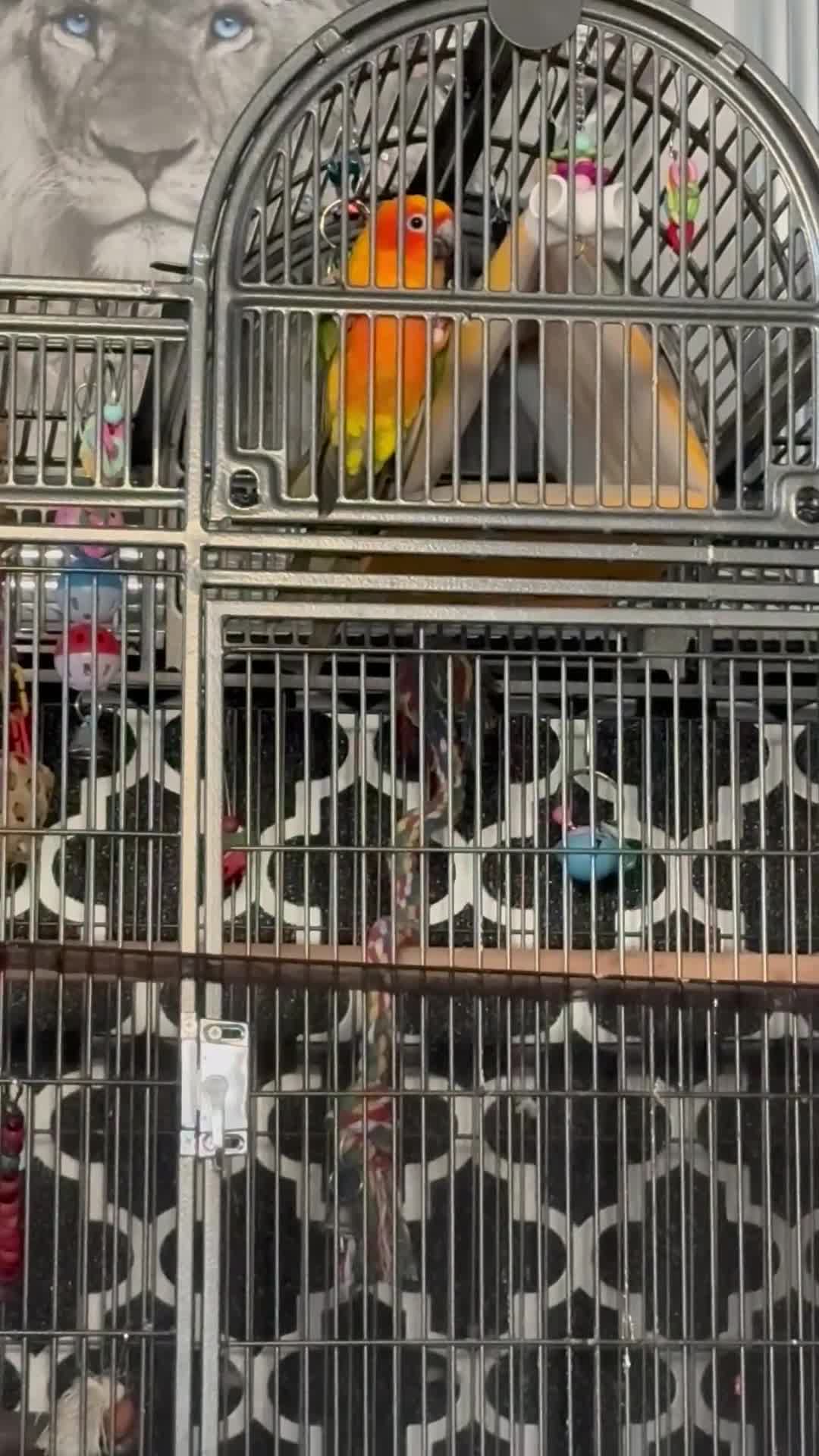 Conures birds for sale: Meeka is around 5 month old  - Video 1