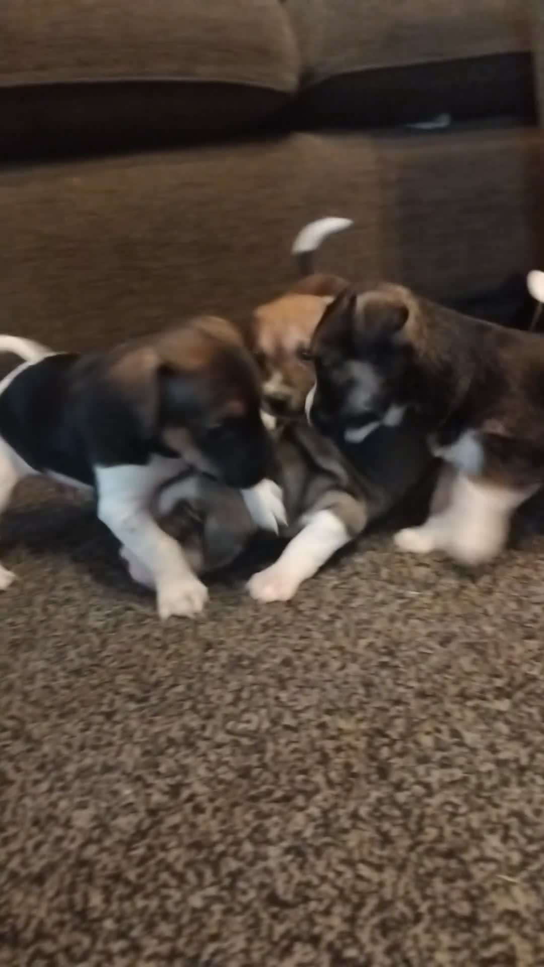 Mixed Breed dogs for sale: Stunning litter of 8 - Video 1