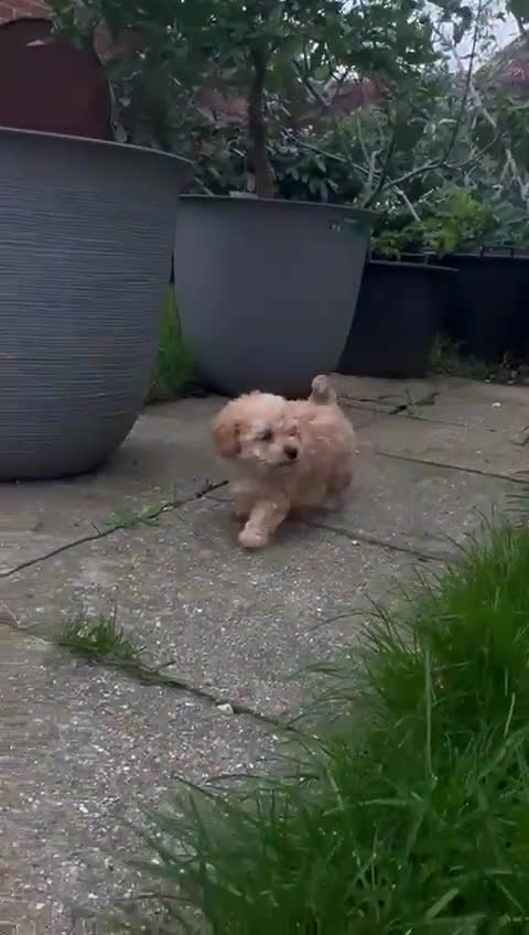 Toy Poodle dogs for sale: Toy Poodle (1boy & 1girl left to find their home) - Video 1