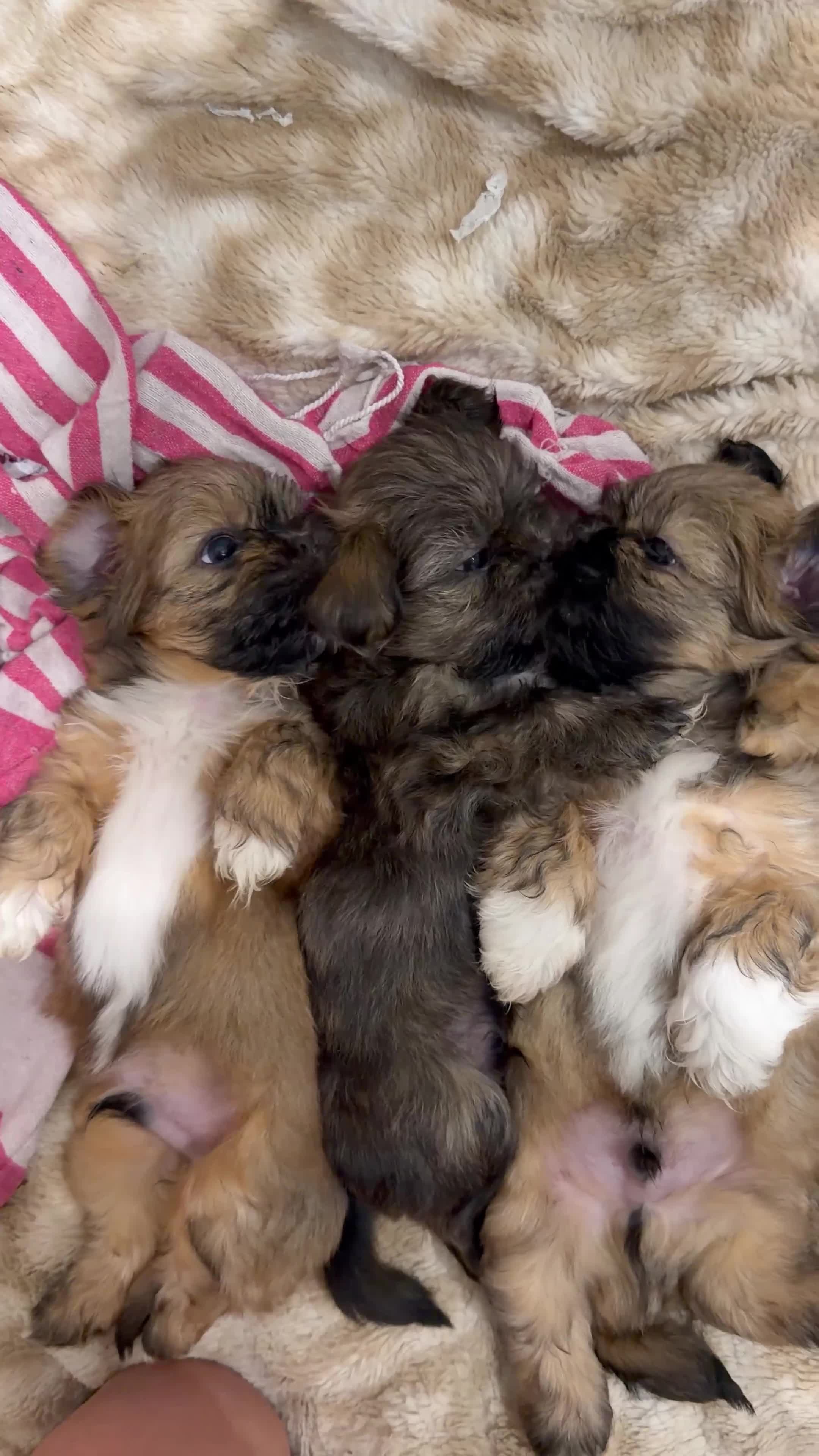 Shih Tzu dogs for sale: 🌟🐶 3 Beautiful Shih Tzu Puppies - Video 1