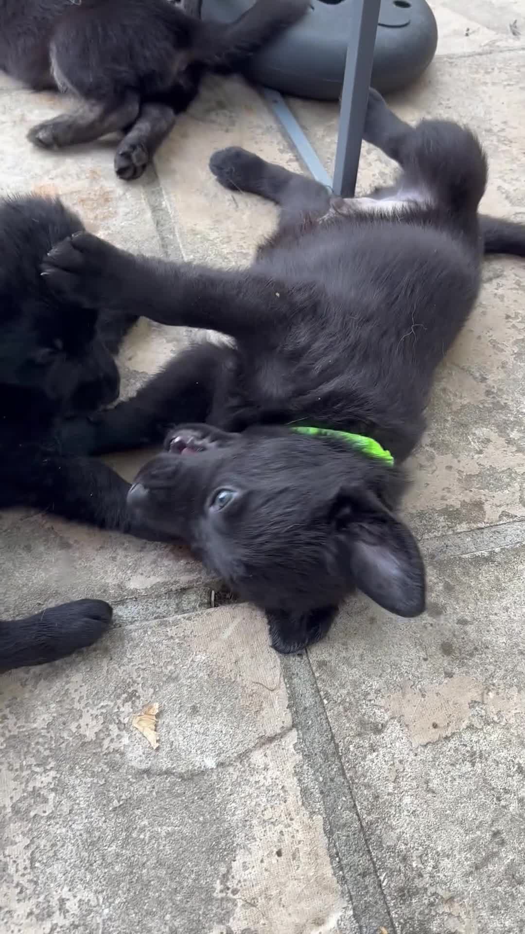 Sheprador dogs for sale: 7 Cute Shepradors ready to leave  - Video 2