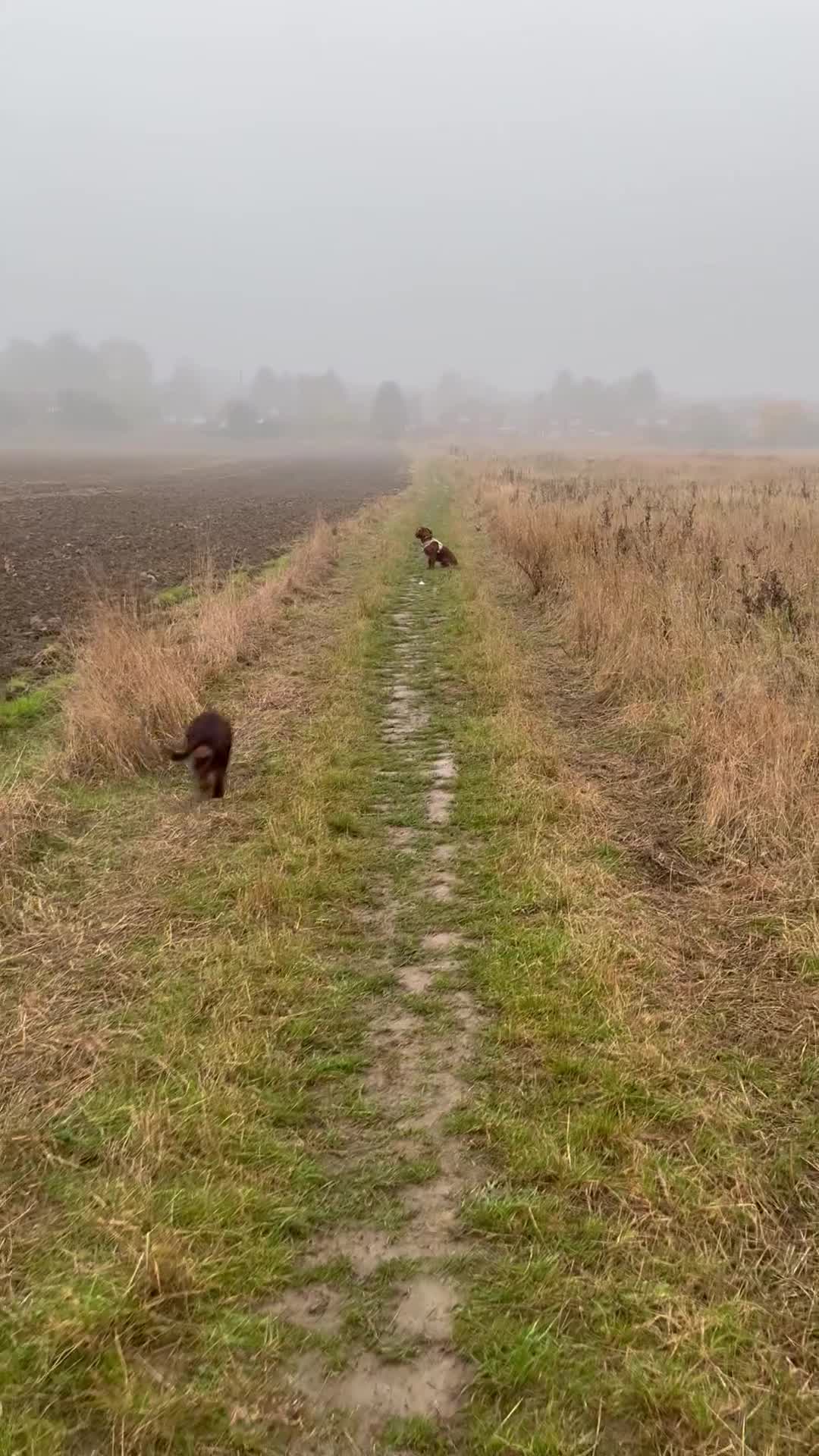 Cocker Spaniel dogs for sale: Beautiful Cocker Spaniel Pups - Video 2
