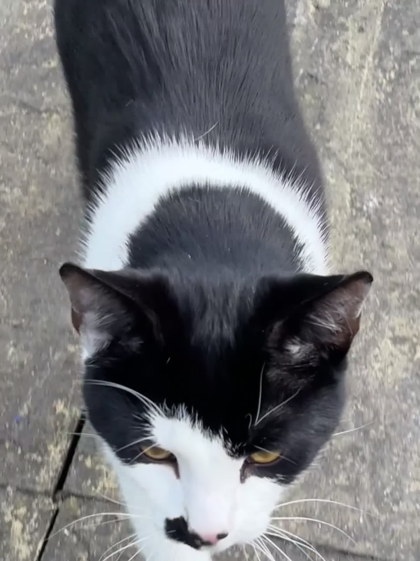 Mixed Breed cats for sale: Gorgeous Affectionate Boy - Video 1