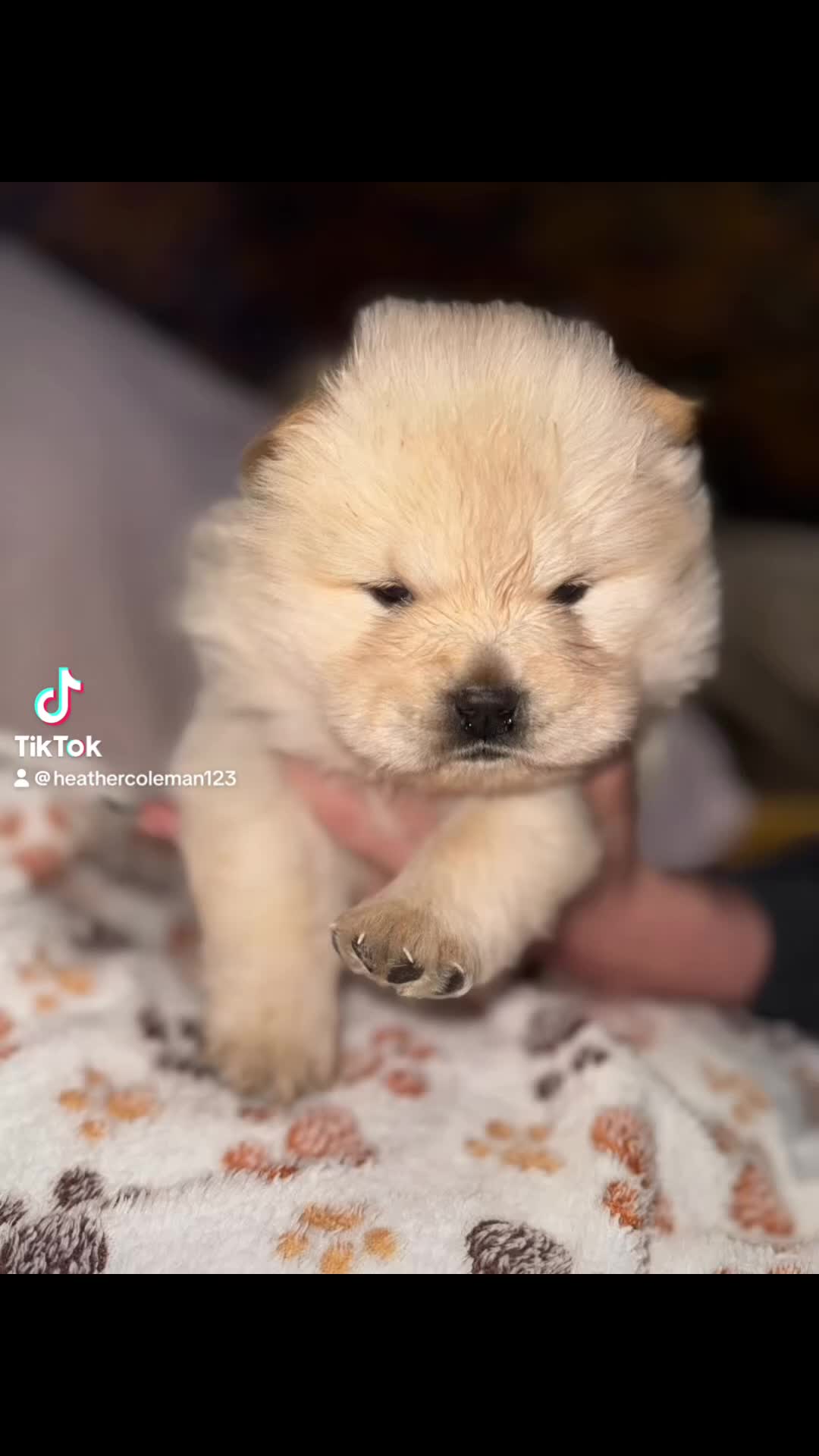 Chow Chow dogs for sale: CHOW CHOW PUPPIES  - Video 2
