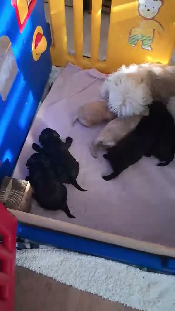 Shihpoo dogs for sale: Teddy bear shihpoo puppies  - Video 1