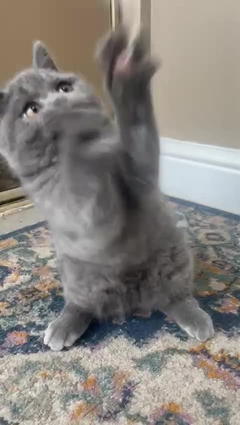 British Shorthair cats for sale: LAST CHUNKY BOY Cute Bristish Short Hair Kittens  - Video 4