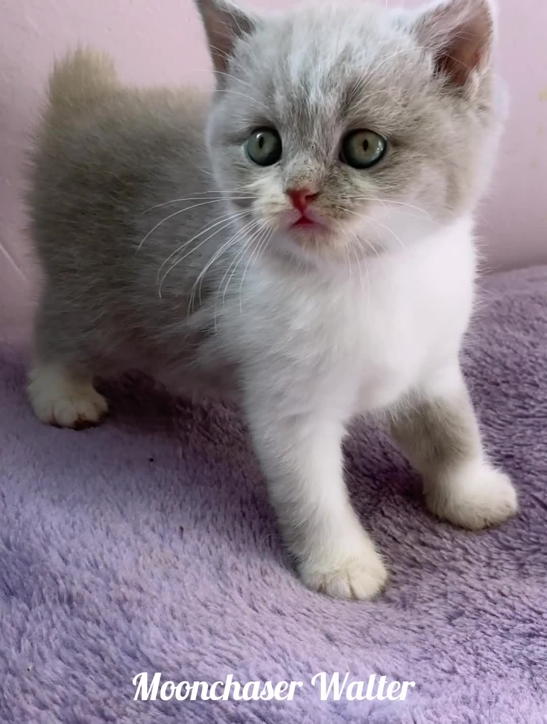 British Longhair cats for sale: Stunning British Longhair Boys TICA Registered - Video 3