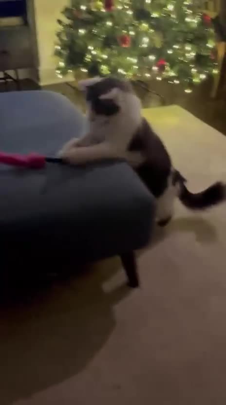 Mixed Breed cats for adoption: Floyd - Video 2