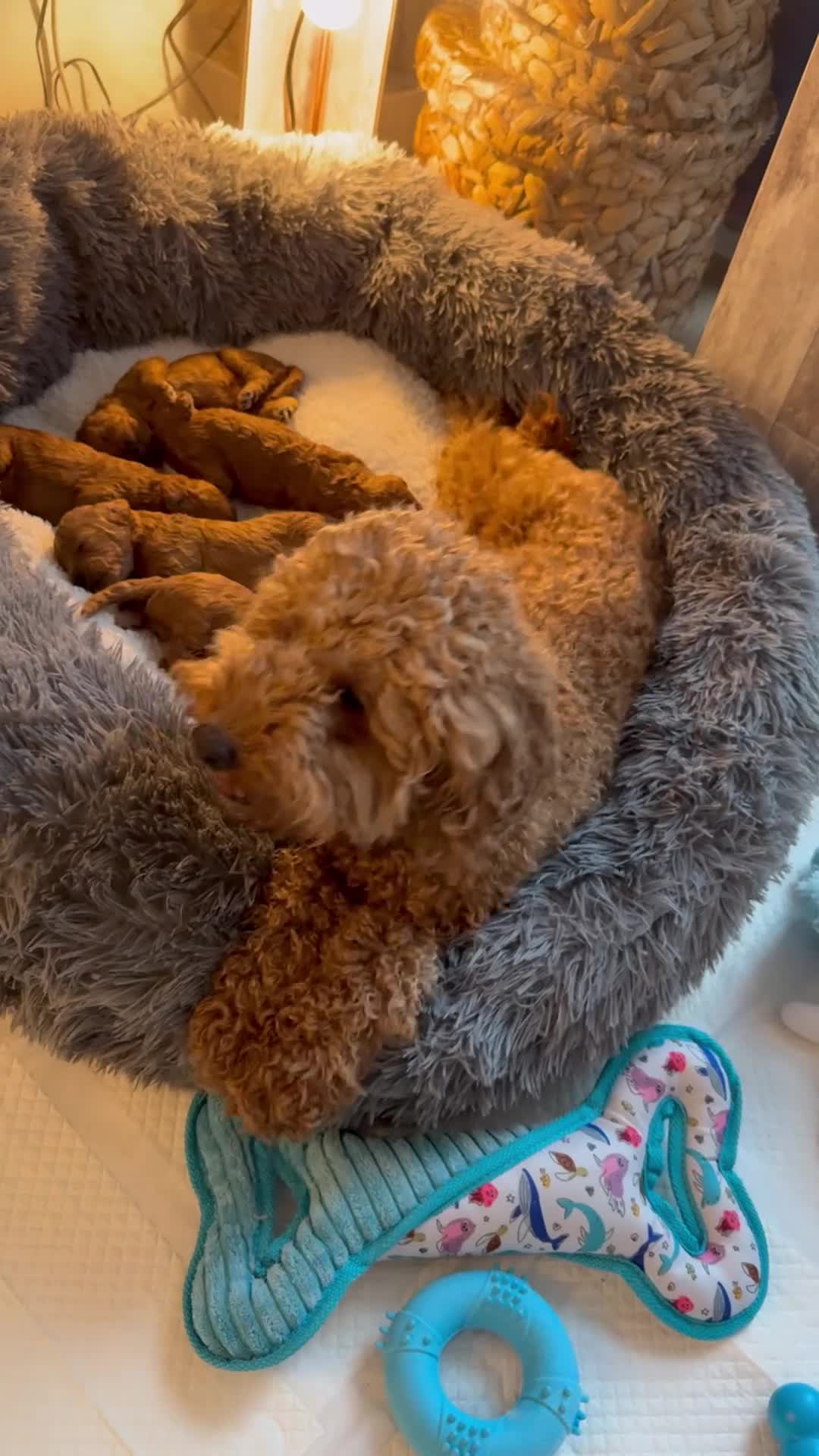Toy Poodle dogs for sale: Puppies 🐶 Kennel Club Registered  - Video 2
