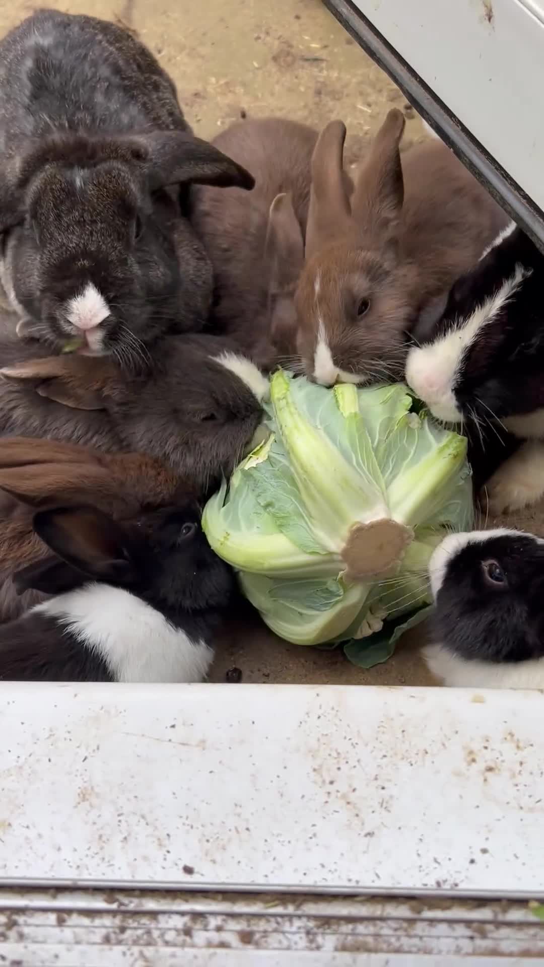 Dutch rabbits for sale: Free roaming Rabbits seek loving home in Milton Keynes - Video 1