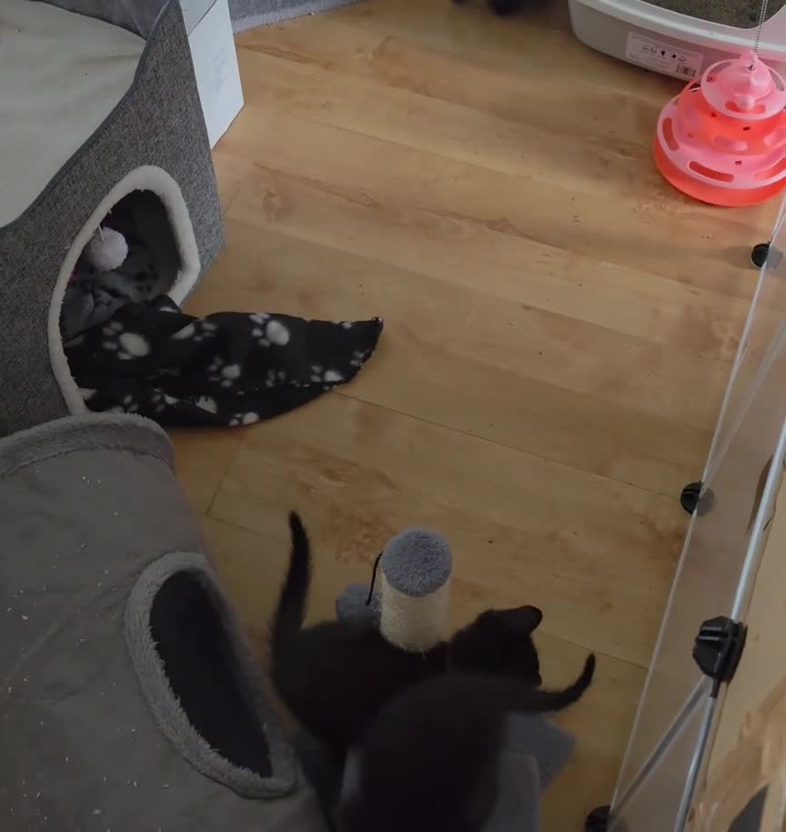 Domestic Shorthair cats for sale: ×2 Black (M) Kittens fully vax flead and dewormed - Video 1