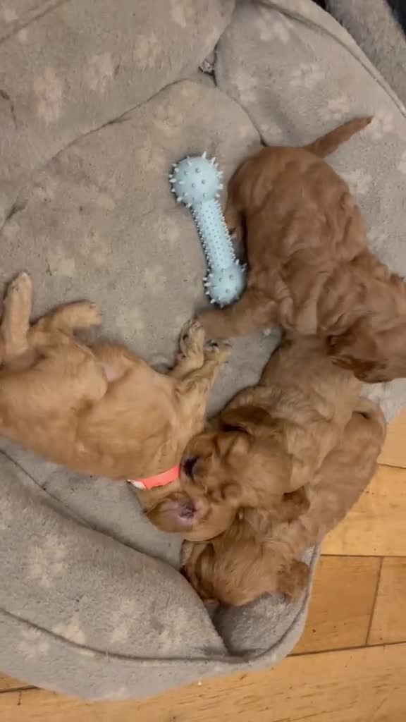 Cockapoo dogs for sale: 7 Gorgeous Cockapoo Puppies Left - Video 2