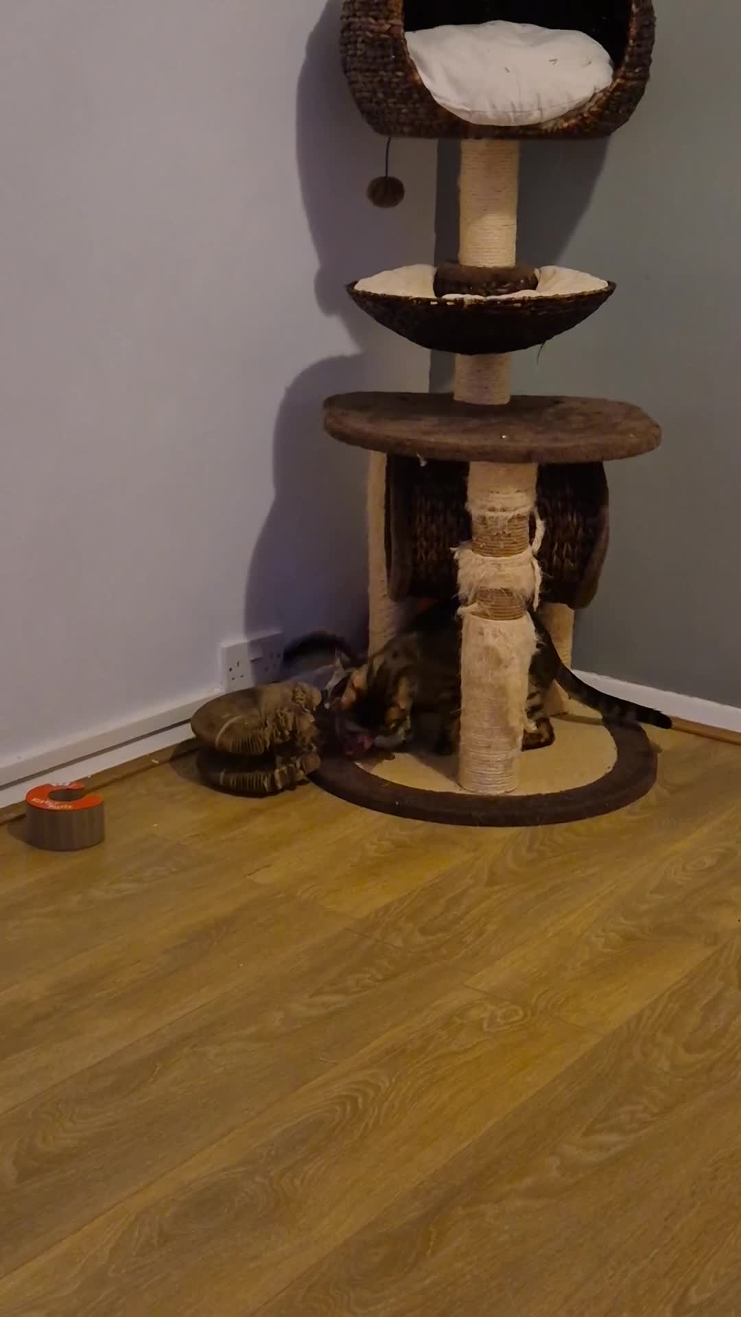 Bengal cats for sale: Bengal kittens for sale in London - Video 1