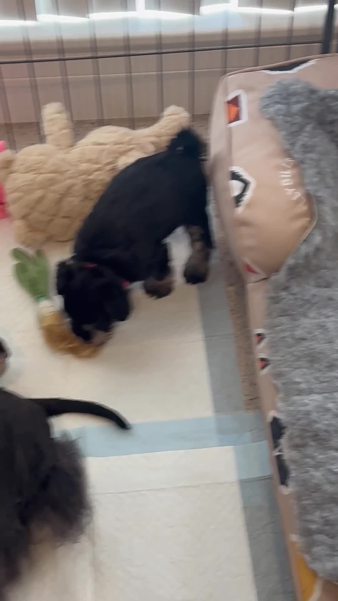 Miniature Schnauzer dogs for sale: 🐾 Miniature Schnauzer Puppies - Video 1