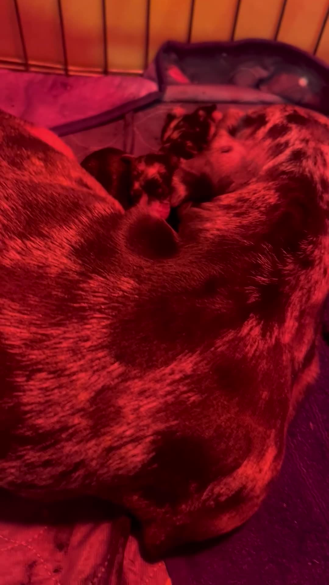 Miniature Dachshund dogs for sale: miniature dash hounds - Video 5