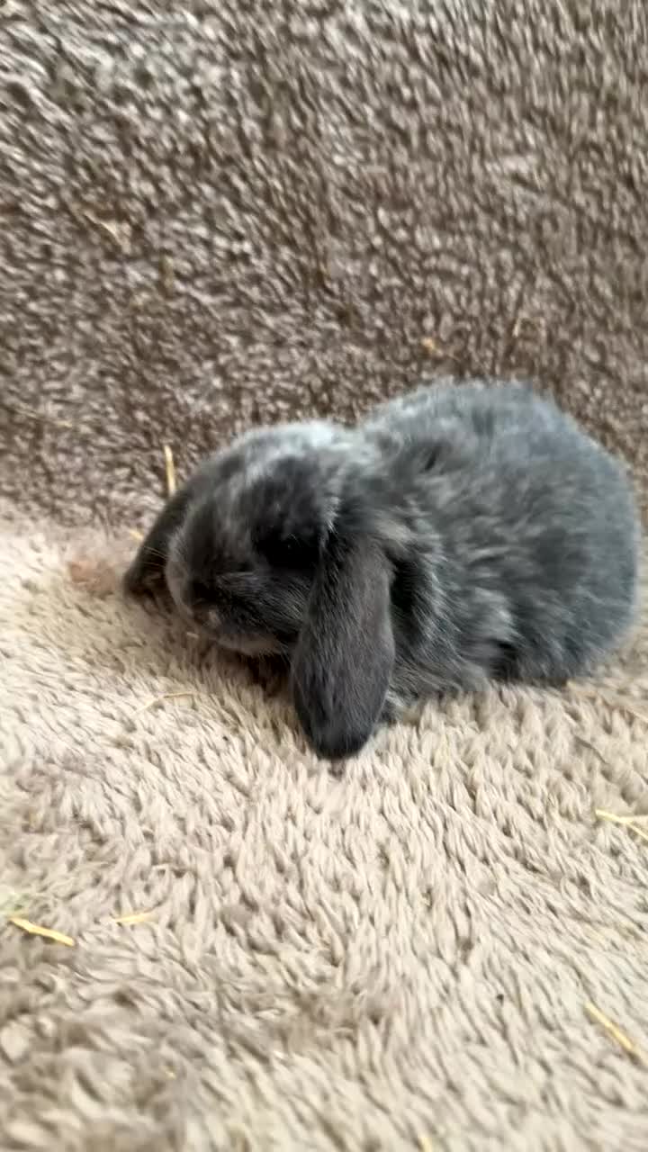 Mini Lop rabbits for sale: 6 weeks old Pure bred mini lops - Video 1