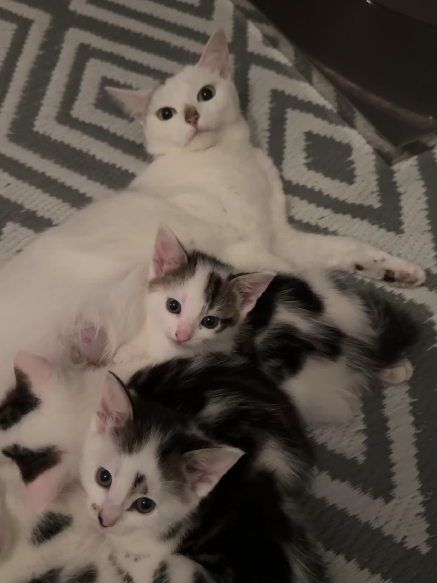 Domestic Shorthair cats for sale: Unique & Precious Kittens Seeking Forever Homes - Video 1