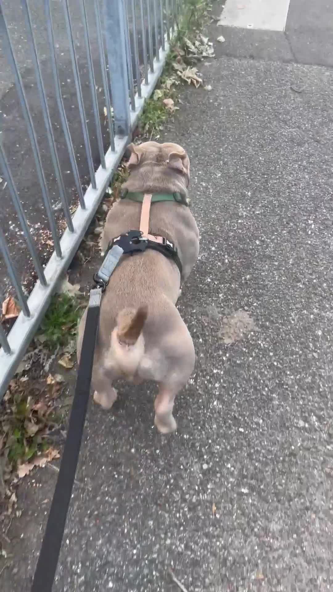 American Bully dogs for sale: Exotic Bully pup - Video 2