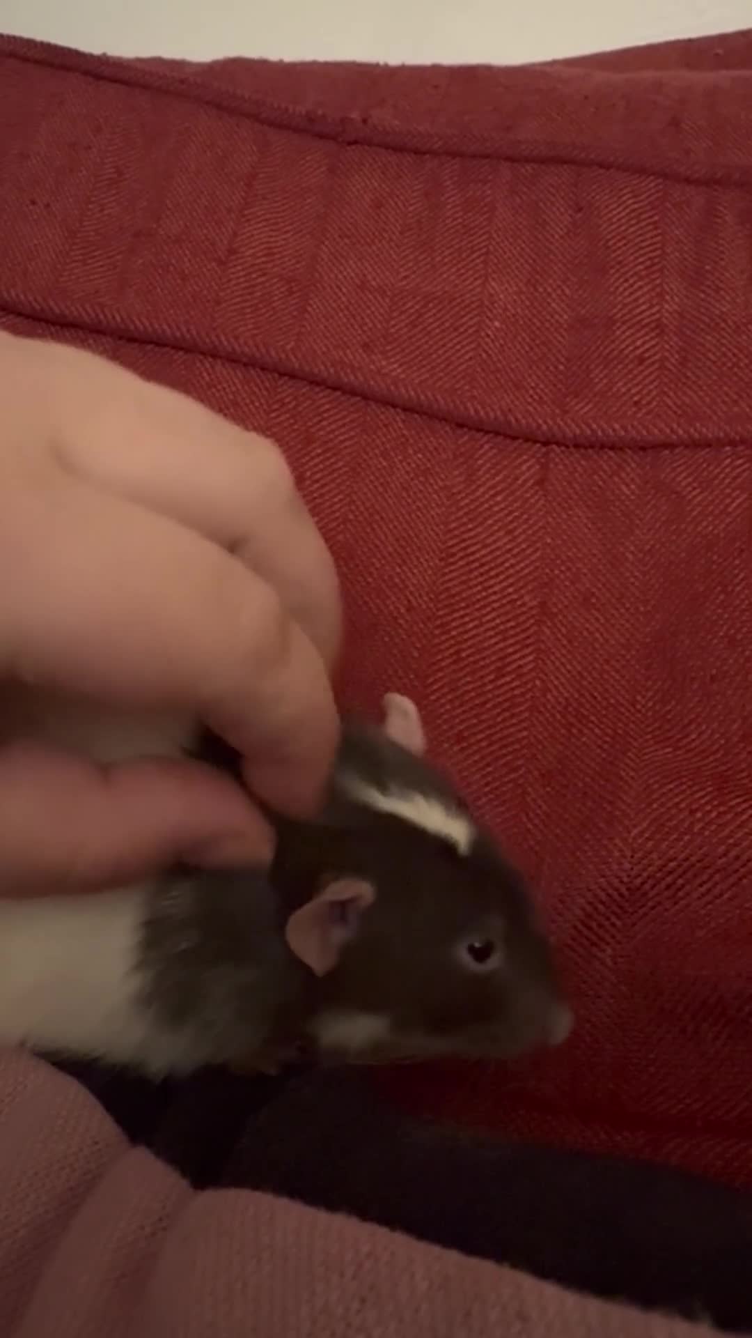 Rat rodents for sale: Male Fancy Rat for sale  - Video 2