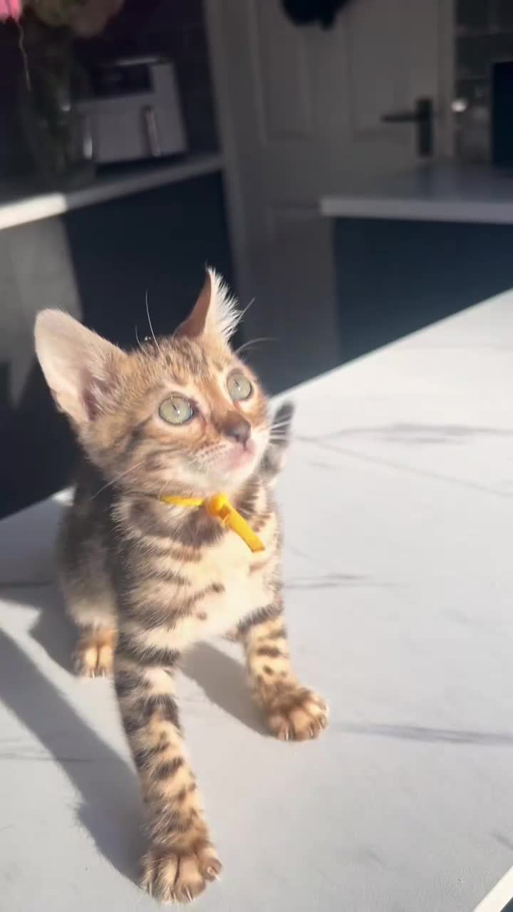 Bengal cats for sale: 4 tiger cub bengal girls for sale  - Video 2