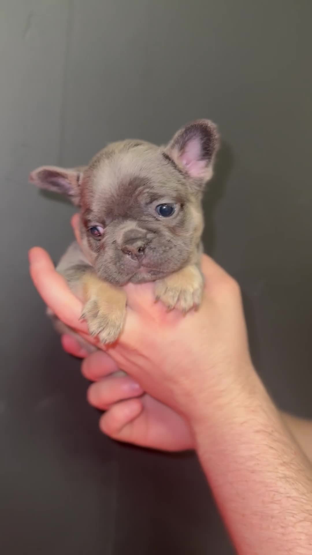 French Bulldog dogs for sale: New shade Full Fluffy French bulldog carrying pink - Video 2