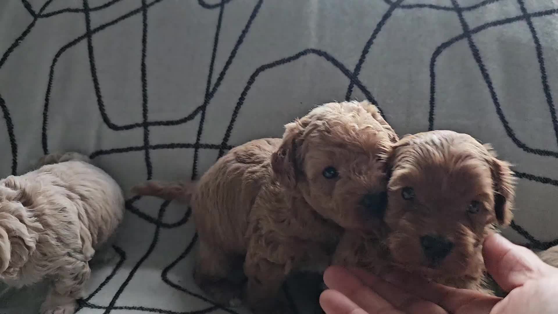 Mixed Breed dogs for sale: Beautiful westipoo - Video 2