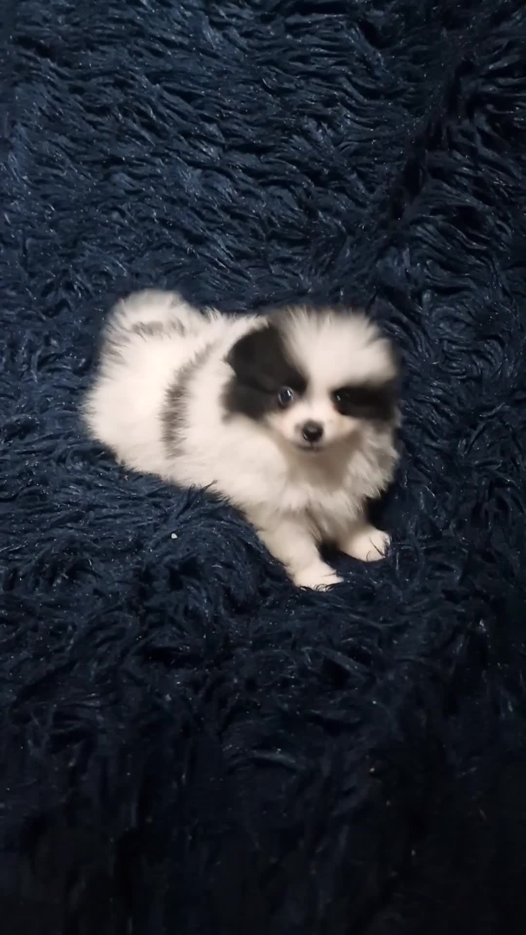 Pomeranian dogs for sale: Panda the Pomerainian  - Video 1