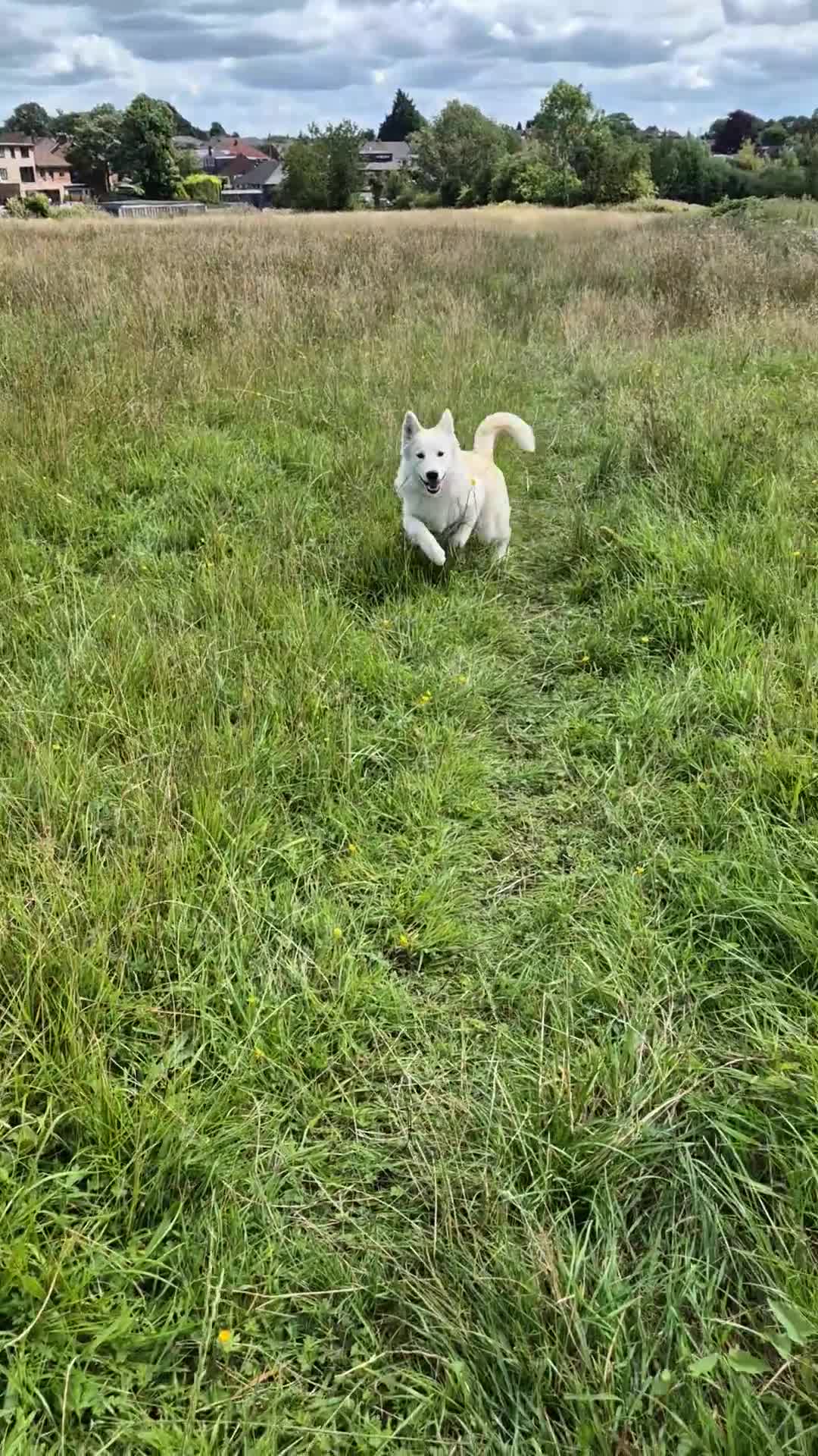 Alaskan Malamute dogs for sale: Alaskan malamute female puppy, excellent bloodline - Video 1