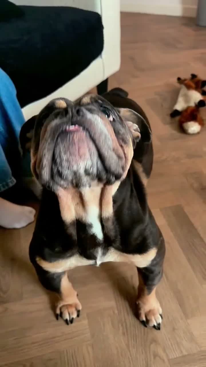 English Bulldog dogs for sale: English bulldog puppies ready to leave in 4 weeks  - Video 3