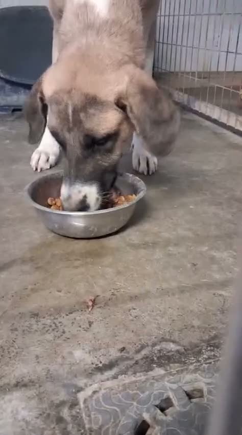 Mixed Breed dogs for adoption: 🆘 Urgent Puppy - Adorable Vega 🐾🐶 - Video 2