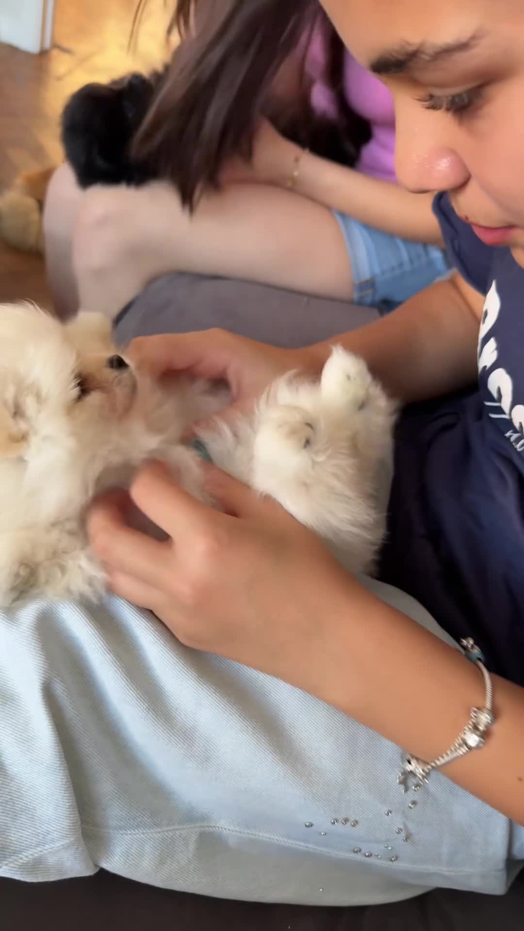 Pomeranian dogs for sale: Beautiful Pomeranian Puppies - Video 1