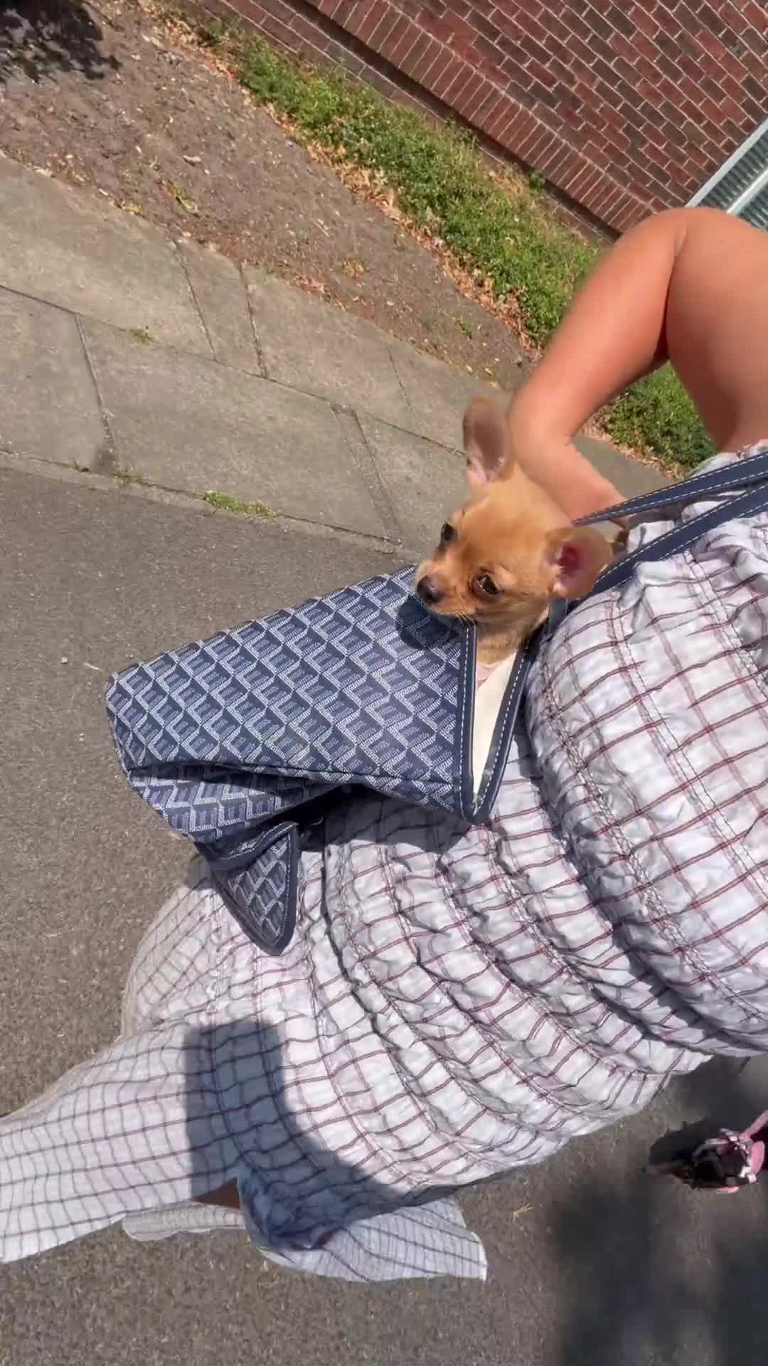 Chihuahua dogs for sale: 12 week old Chihuaha pups  - Video 1