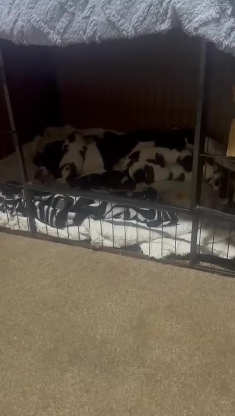 English Springer Spaniel dogs for sale: 8 Liver&White Springer Spaniel Puppies   - Video 1